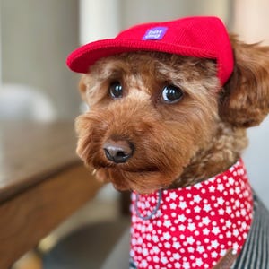 May include: A brown dog wearing a red corduroy cap with the text "hot dog" on a purple patch. The dog also wears a red bandana with white star patterns. The dog's fur is curly and the background is blurred.