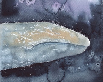 Gray Whale 8x10 Print (archival fine art print)
