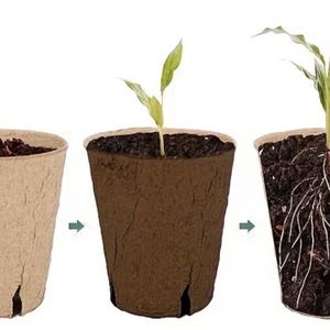 May include: A series of three images illustrating plant growth in biodegradable pots. The first pot is light brown with a small sprout, the second is darker with a larger sprout, and the third shows developed roots.