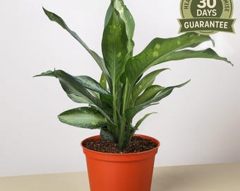 Dieffenbachia Panther, Panther Lily, Cream & Green Glossy Variegated Leaves, Easy Indoor Houseplant