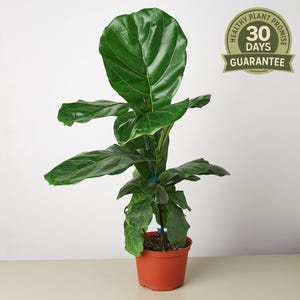 May include: A healthy Fiddle Leaf Fig plant with large, vibrant green leaves. The plant is in a terracotta pot. A circular emblem with the text "Healthy Plant Promise 30 Days Guarantee" is visible.