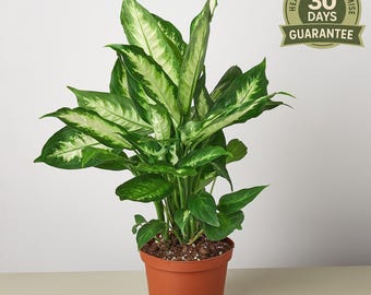 Dieffenbachia Camille Starter Plant (ALL STARTER PLANTS Require You to  Purchase 2 Plants!) - Etsy