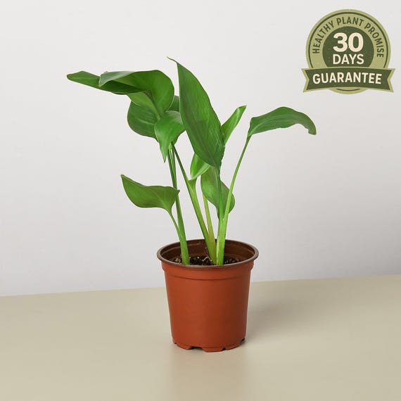 White Bird of Paradise in 4" Pot, Strelitzia Nicolai, Giant Tropical Plant,  Indoor Statement Foliage, Easy Care Large Leaf Houseplant - Etsy