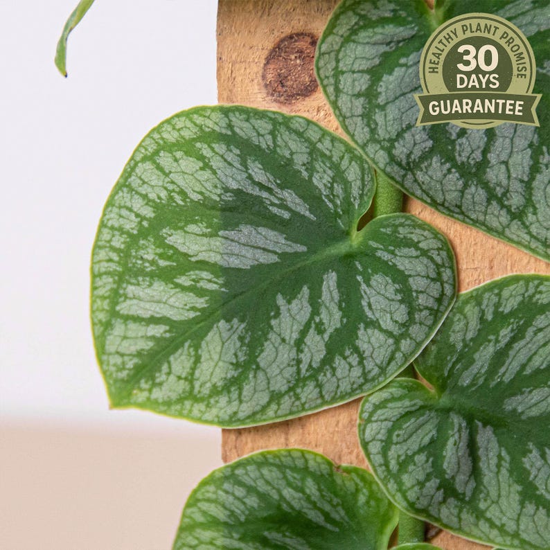 Monstera Dubia, Shingle Plant, Live Houseplant, Heart Shaped Leaves, Rare Climbing Monstera, Patterned Foliage, Unique Indoor Decor image 4