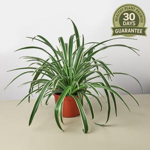 May include: A spider plant in a terracotta pot. The plant has long, green leaves with white edges. The image includes a circular graphic that reads "Healthy Plant Promise" and "30 Days Guarantee".