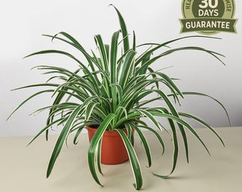 Reverse Spider Plant 8" Pot, Chlorophytum Comosum, Variegated Airplane Plant, Easy Care Pet Friendly Air Purifier