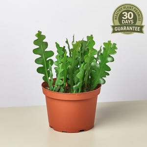 May include: A green zig-zag plant in a terracotta pot. The plant has multiple stems with a unique, wavy leaf shape. The pot is round and sits on a light-colored surface. A green and gold sticker on the wall says "Healthy Plant Promise 30 Days Guarantee."
