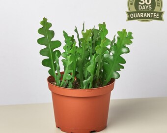 thumbnail image 2 of Red Epiphyllum Flower Seeds - 50 Pcs 2 of 14