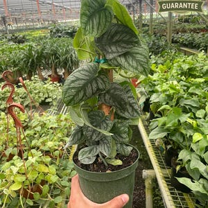 Monstera Dubia, Shingle Plant, Live Houseplant, Heart Shaped Leaves, Rare Climbing Monstera, Patterned Foliage, Unique Indoor Decor image 1