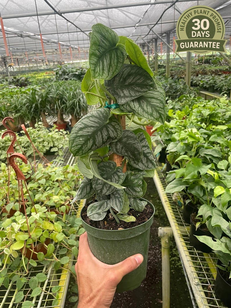 Monstera Dubia, Shingle Plant, Live Houseplant, Heart Shaped Leaves, Rare Climbing Monstera, Patterned Foliage, Unique Indoor Decor image 1