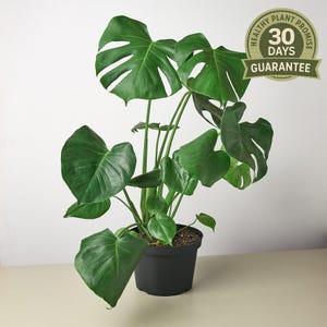 May include: A lush, green Monstera plant in a black pot. The plant features large, split leaves and a healthy appearance. A circular emblem with the text "Healthy Plant Promise" and "30 Days Guarantee" is visible.