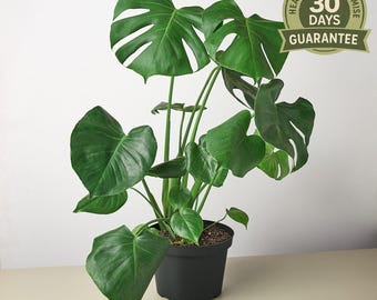 Monstera Deliciosa, Split Leaf Philodendron, Climbing Evergreen Vine, Large Perforated Leaves, Easy Care Indoor Plant