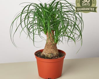Ponytail Palm, Beaucarnea Recurvata, Bottle Palm, Elephant Foot Palm, Indoor Ornamental, Drought Tolerant Houseplant