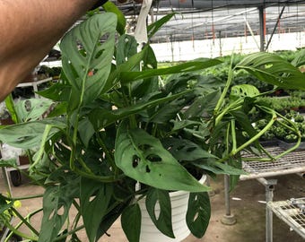 Monstera Adansonii Swiss Cheese Vine, Adanson’s Monstera, Five Holes Plant, Climbing Indoor Houseplant, Easy Care Aroid