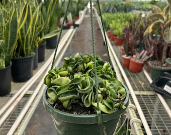 Hoya carnosa f. compacta ‘Krinkle Kurl’ - Hindu Rope Plant