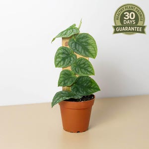 Monstera Dubia, Shingle Plant, Live Houseplant, Heart Shaped Leaves, Rare Climbing Monstera, Patterned Foliage, Unique Indoor Decor image 3