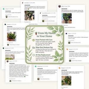 Monstera Dubia, Shingle Plant, Live Houseplant, Heart Shaped Leaves, Rare Climbing Monstera, Patterned Foliage, Unique Indoor Decor image 2