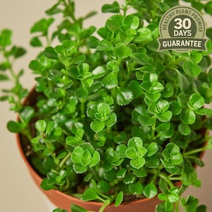 May include: A vibrant green plant with small, rounded leaves fills a brown pot. The plant is lush and healthy, with a 'Healthy Plant Promise' and a '30 Days Guarantee' seal visible. The image showcases a close-up of the plant's foliage.