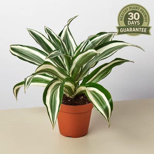 Dracaena Warneckii - Etsy