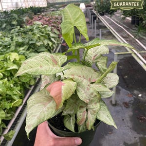 Syngonium Confetti, Pink Variegated Arrowhead Plant, Rare Indoor Houseplant, Syngonium podophyllum, Easy Care, Collector Foliage, Unique