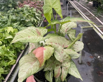 May include: A potted Syngonium plant with light green and pink variegated leaves. The plant is held in a dark green pot. The image includes a "Healthy Plant Promise" seal with a 30-day guarantee.