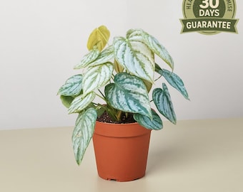 May include: A potted houseplant with silvery-green leaves and a terracotta-colored pot. The plant has a healthy appearance, with a guarantee seal in the background. The leaves have a unique pattern, adding visual interest to the plant.