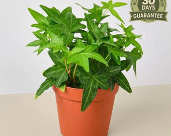 English Ivy Green California, Hedera Helix, Fast Growing Vining Houseplant, Deep Green Foliage, Easy Care Trailing Plant