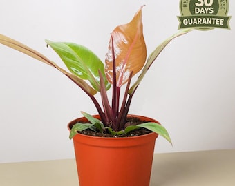 Philodendron Prince of Orange: Rare Orange Hybrid Aroid - 6 Inch Pot - Etsy
