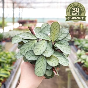 May include: A potted Calathea plant with large, oval, light green leaves featuring dark green veining. The plant is held in a hand, with a green and gold "Healthy Plant Promise" seal in the upper right corner, guaranteeing the plant for 30 days.