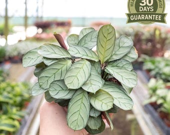 Ctenanthe Amagris, Ctenanthe burle-marxii, Prayer Plant, Never Never Plant, Fishbone Plant, Silver Patterned Leaves, Indoor Houseplant