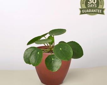 Chinese Money Plant, Pilea peperomioides, Friendship Plant, Coin Plant, Live Houseplant, Round Leaves, Easy Care, Modern Indoor Decor