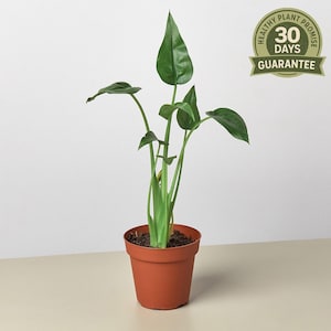 May include: A potted plant with large, dark green leaves and slender stems. The plant is in a terracotta-colored pot, set against a neutral background. A circular sticker on the top right corner reads "Healthy Plant Promise 30 Days Guarantee."