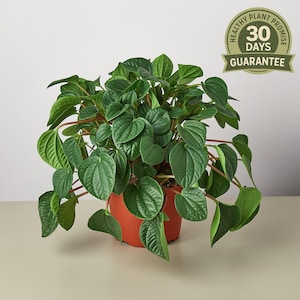 May include: A lush green Peperomia plant in a terracotta pot. The plant has heart-shaped, textured leaves and reddish stems. A circular sticker in the upper right corner reads "Healthy Plant Promise 30 Days Guarantee."