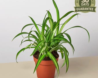 indoor basket plants Pothos - Golden