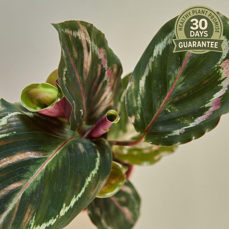 Calathea Medallion - Thumbnail 2
