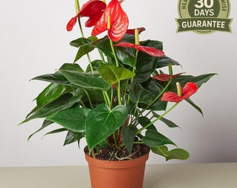 Scott Cohen Anthurium Antolakii (known as BVEP) X NSE Anthurium