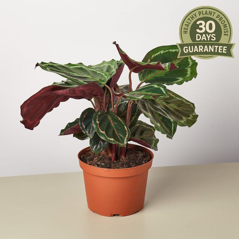 Calathea Medallion - Thumbnail 3
