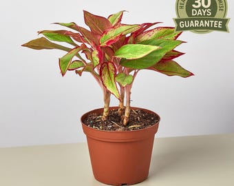 May include: A potted plant with vibrant green and red leaves. The plant is in a brown plastic pot. A circular green and gold label with the text "Healthy Plant Promise 30 Days Guarantee" is visible.