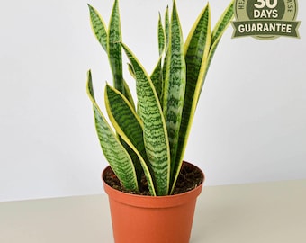 Gold Flame Snake Plant - Sansevieria Trifasciata 'gold Flame' - Drought  Tolerant, Striking Foliage - Etsy