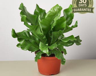 Bird’s Nest Nidus Fern, Asplenium Nidus, Large Leaf Indoor Fern, Tropical Houseplant, Crinkled Foliage, Easy Care, Pet Safe