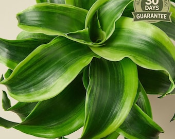 calathea golden Calathea - Golden Mosaic main image 0