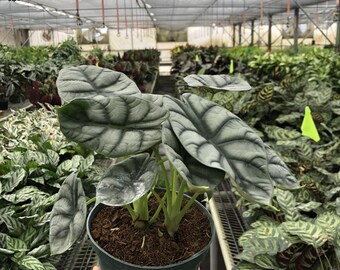 Alocasia Silver Dragon, Alocasia baginda, Rare Houseplant, Silver Foliage, Compact Indoor Plant, Heart Leaf, Exotic Terrarium Plant