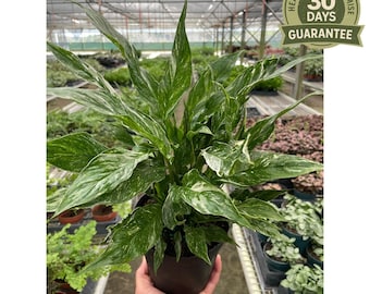 Variegated Peace Lily Domino, Spathiphyllum Domino, White Sails, Air Purifying Easy Care Houseplant, White Flowers