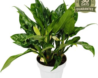 indoor house plant food Houseplant Fertilizer & Indoor Plant Food Self-D main image 1