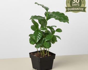 Arabica Coffee Plant, Coffea arabica, Indoor Houseplant, Flowering Coffee Tree, Easy Care, Unique Edible Plant, Gift for Coffee Lovers