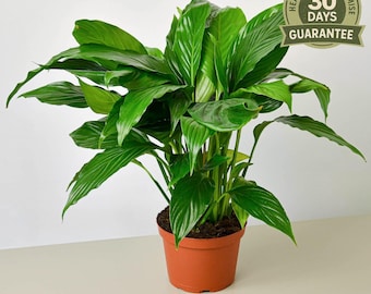 Peace Lily, Spathiphyllum, White Flowering Air Purifying Plant, Easy Care, Shade Tolerant Indoor Houseplant