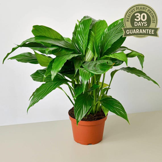philodendron leaves Mican Philodendron - Velvet Leaf - Live Starter Plants - Philodendron Hederaceum