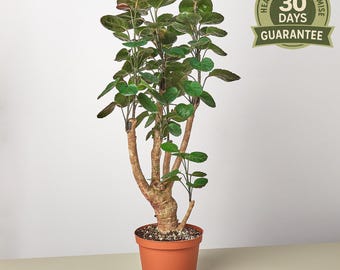 Aralia Fabian Pre-bonsai Plant 6" Pot Polyscias Fabian Tropical Houseplant  - Etsy