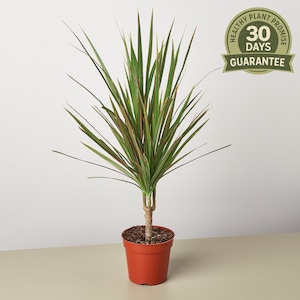 Dracaena Red Margined, Dracaena Marginata, Madagascar Dragon Tree, Live Air Purifying Houseplant, Red Edge Leaves, Easy Care, Indoor Decor
