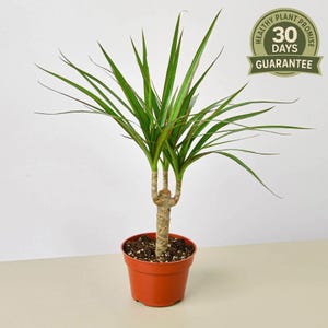 dracaena marginata sunray Dracaena 'Sunray Cane'